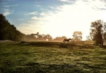 5 experiências de bem-estar para te ajudar a lidar com ansiedade Equoterapia na "Capital do Cavalo" dos Estados Unidos