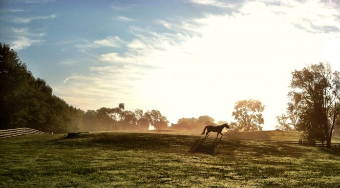 5 experiências de bem-estar para te ajudar a lidar com ansiedade Equoterapia na "Capital do Cavalo" dos Estados Unidos
